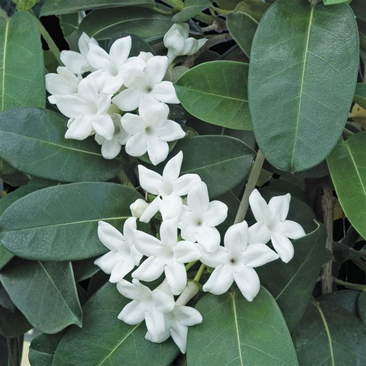 Stephanotis floribunda Madagaskar Yasemini fidanı