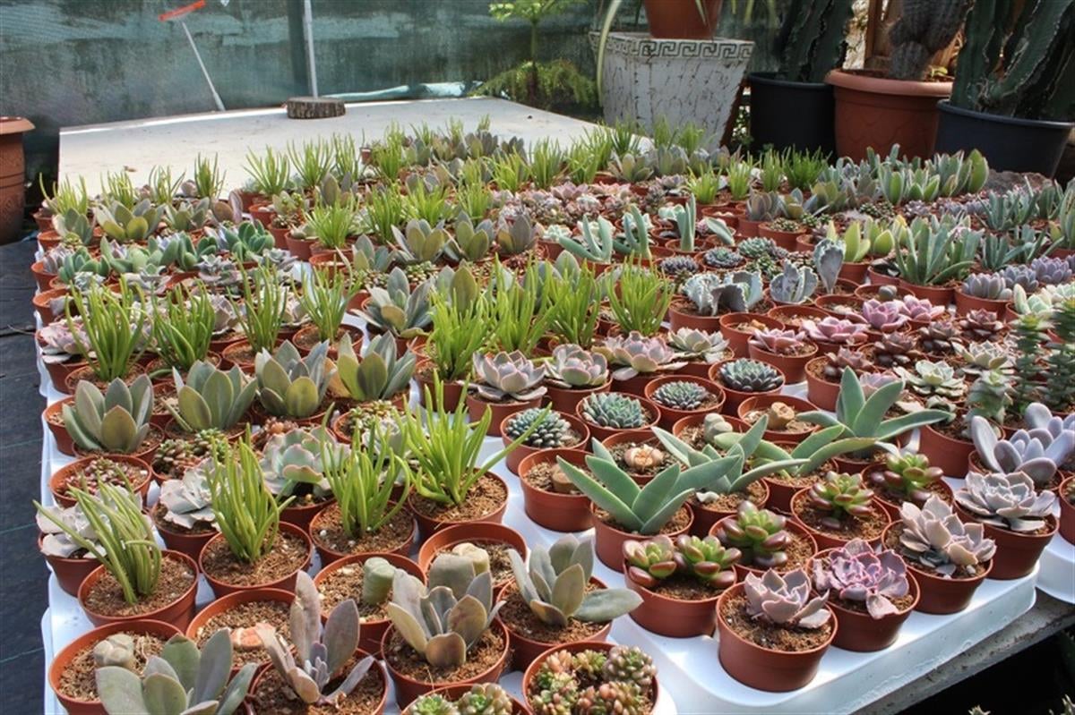 Succulent Mix Karışık Sukulent Fideleri Nadir Çeşitler