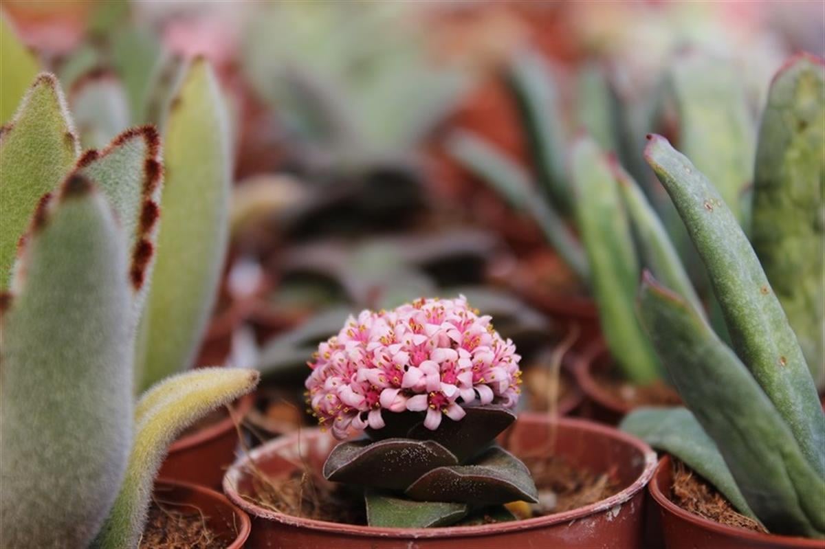 Succulent Mix Karışık Sukulent Fideleri Nadir Çeşitler