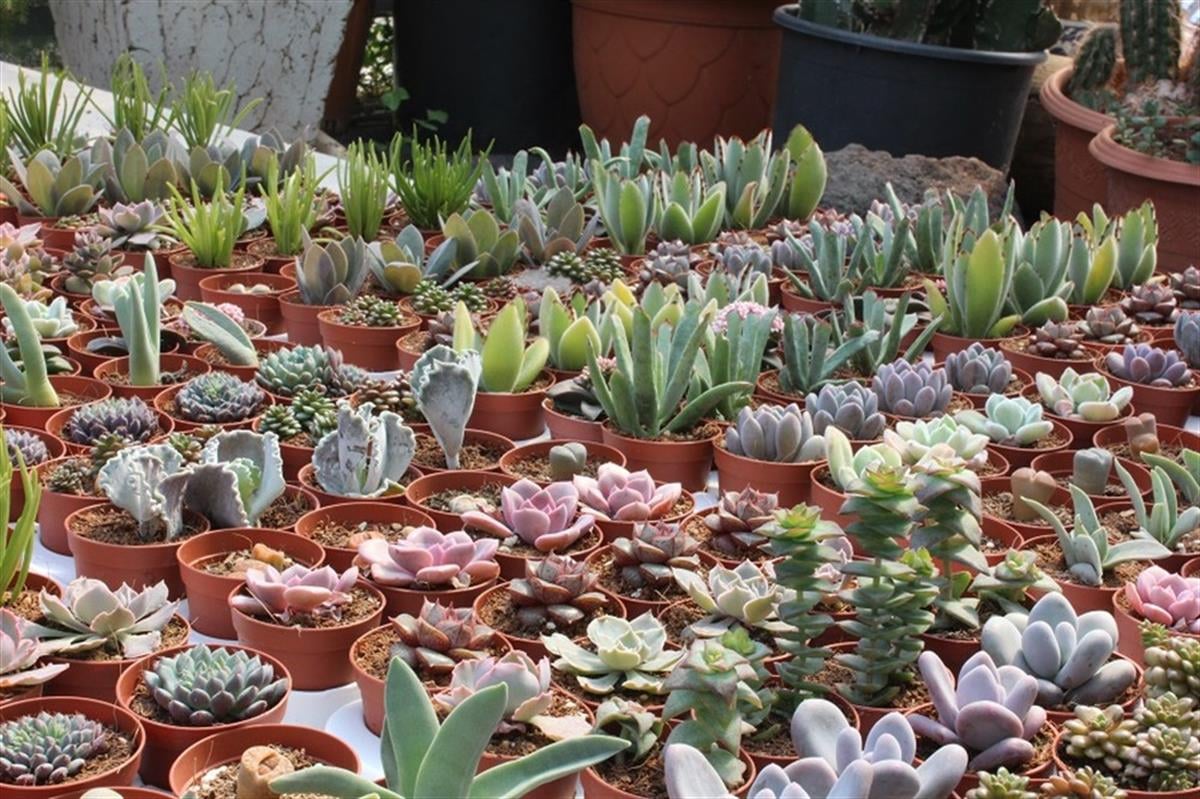 Succulent Mix Karışık Sukulent Fideleri Nadir Çeşitler