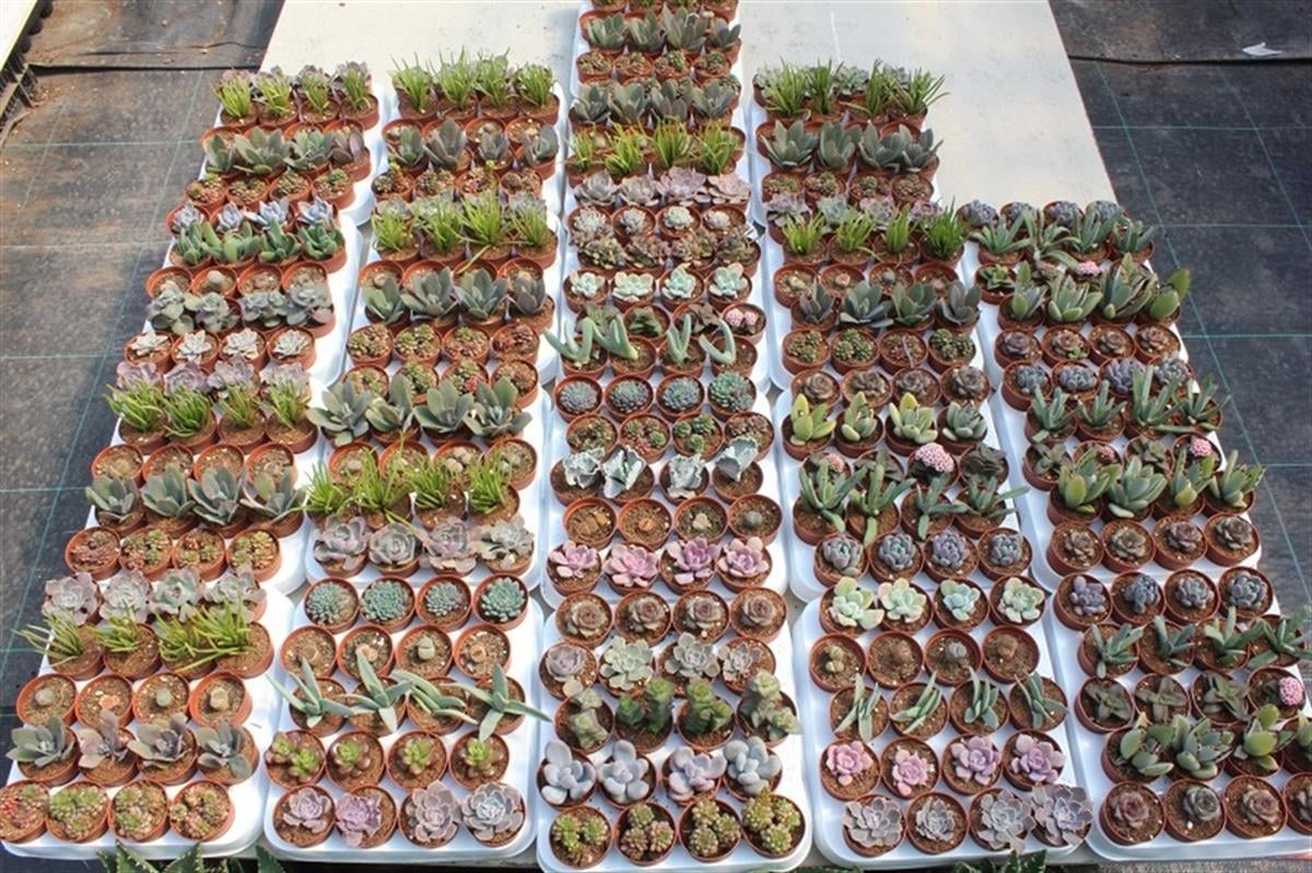 Succulent Mix Karışık Sukulent Fideleri Nadir Çeşitler
