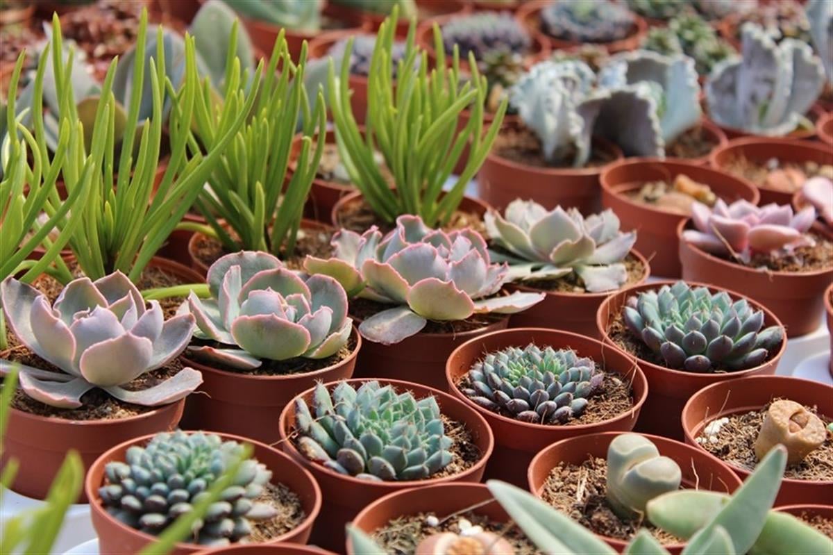 Succulent Mix Karışık Sukulent Fideleri Nadir Çeşitler