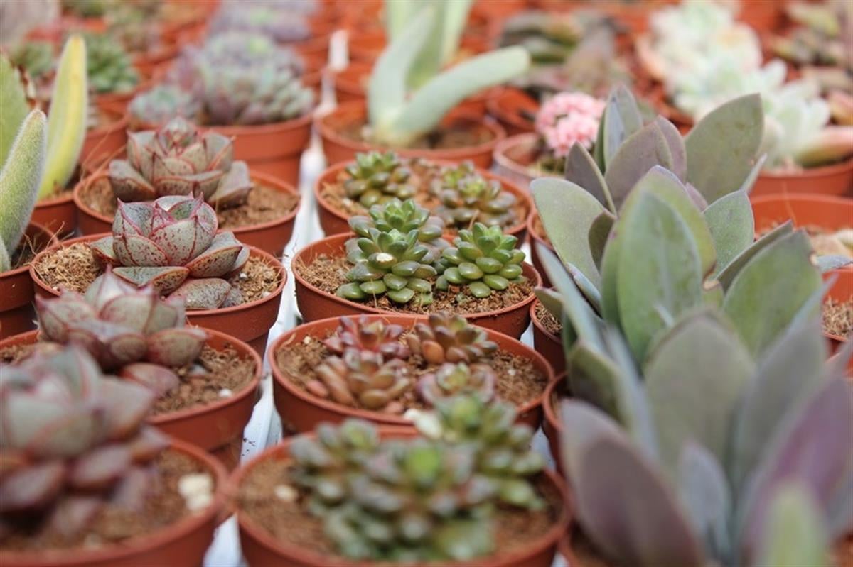 Succulent Mix Karışık Sukulent Fideleri Nadir Çeşitler