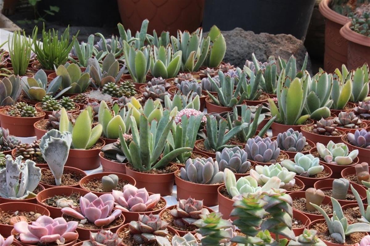 Succulent Mix Karışık Sukulent Fideleri Nadir Çeşitler