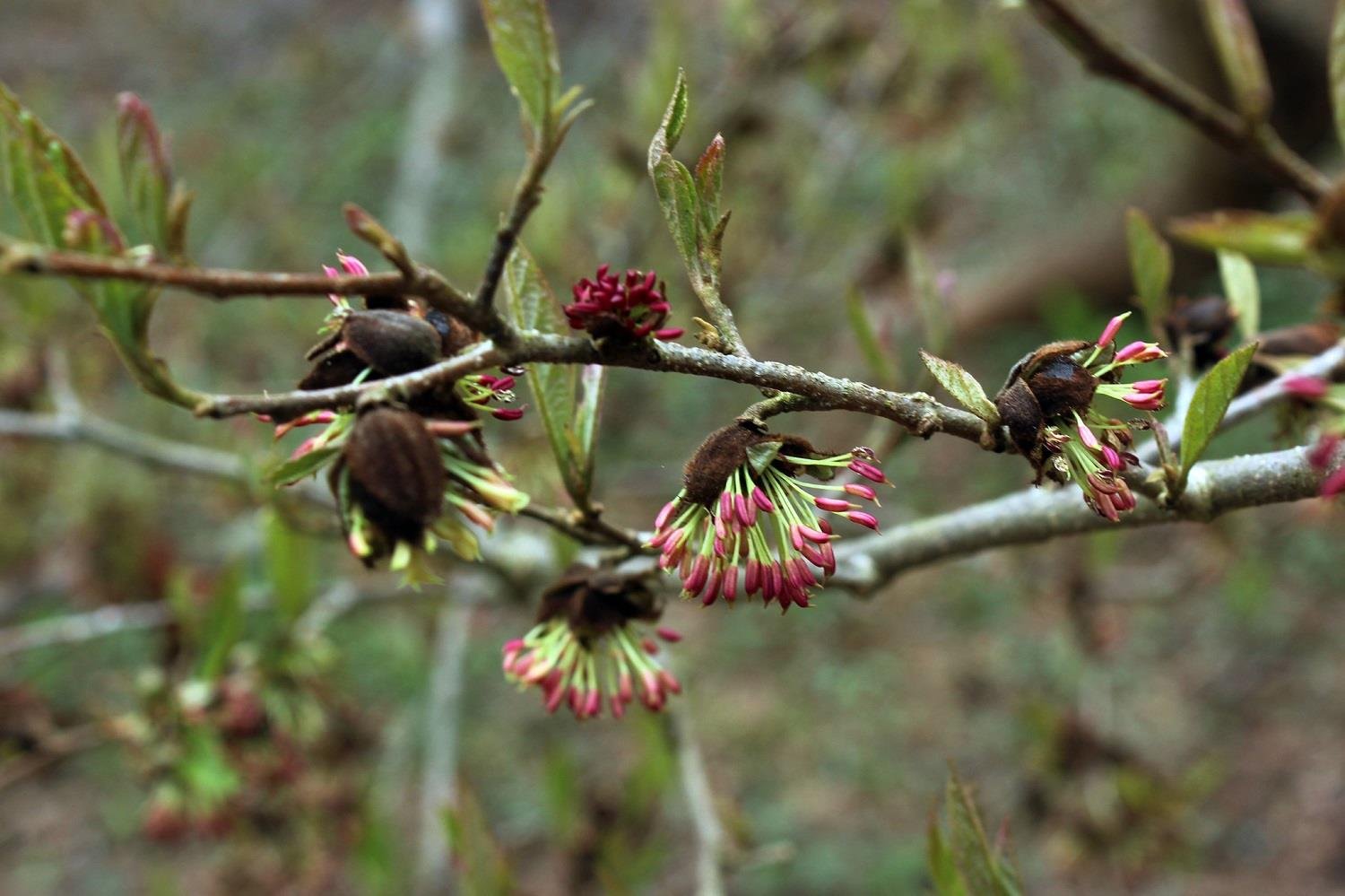 Sycoparrotia semidecidua
