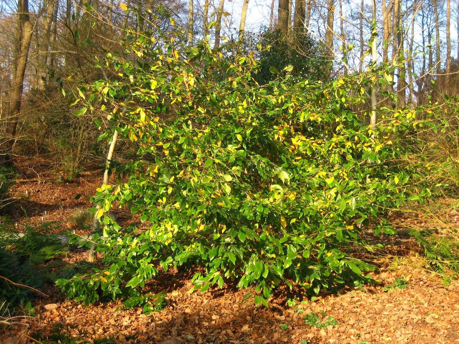 Sycoparrotia semidecidua
