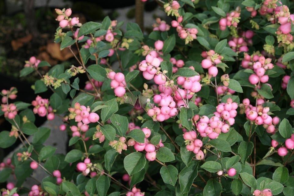 Symphoricarpos d.Mother of Pearl İnci Çalısı fidanı