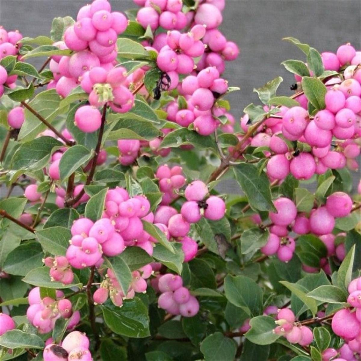 Symphoricarpos d. Magic Berry Pembe İnci Çalısı fidanı