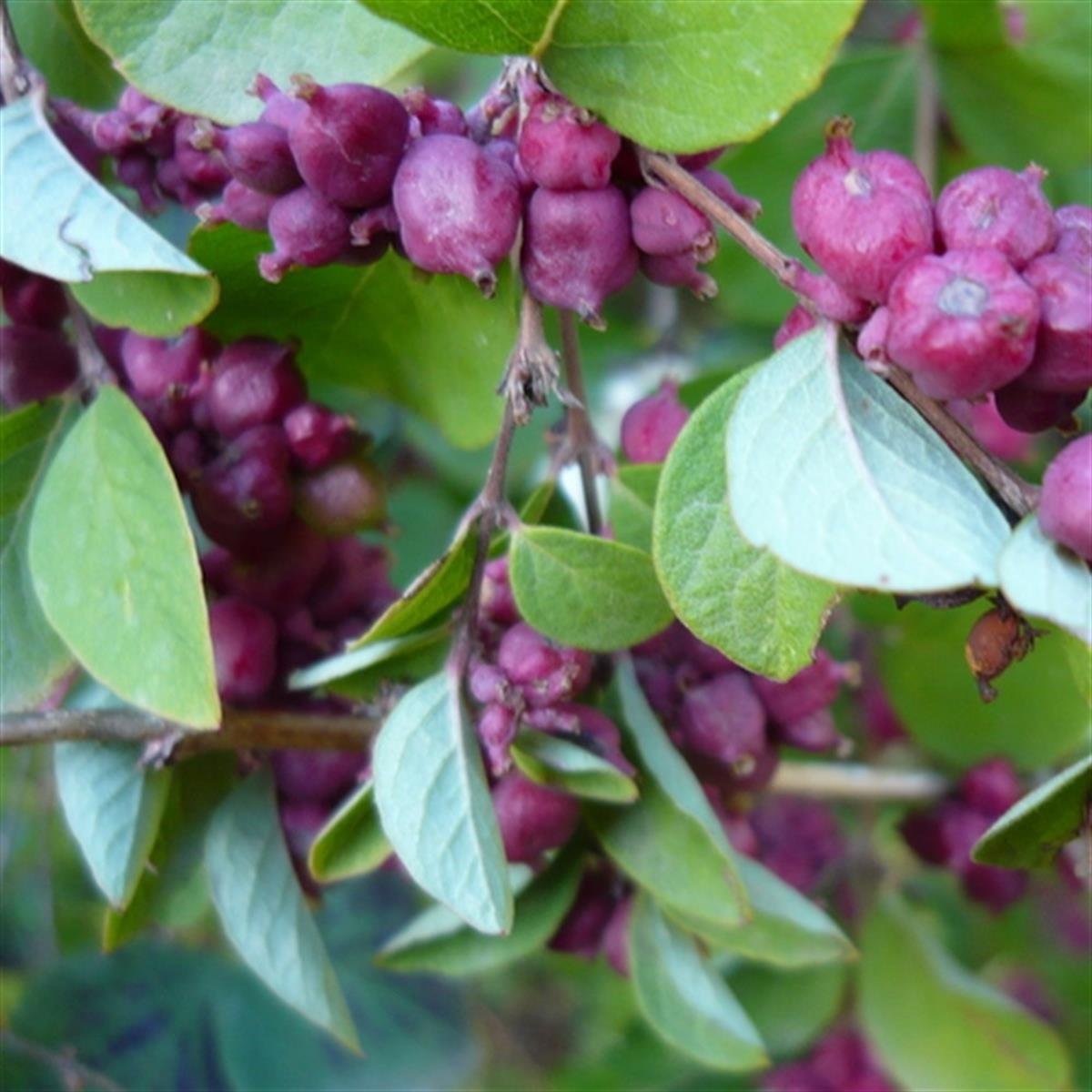 Symphoricarpos orbiculatus Coral Berry Pembe İnci çalısı fidanı