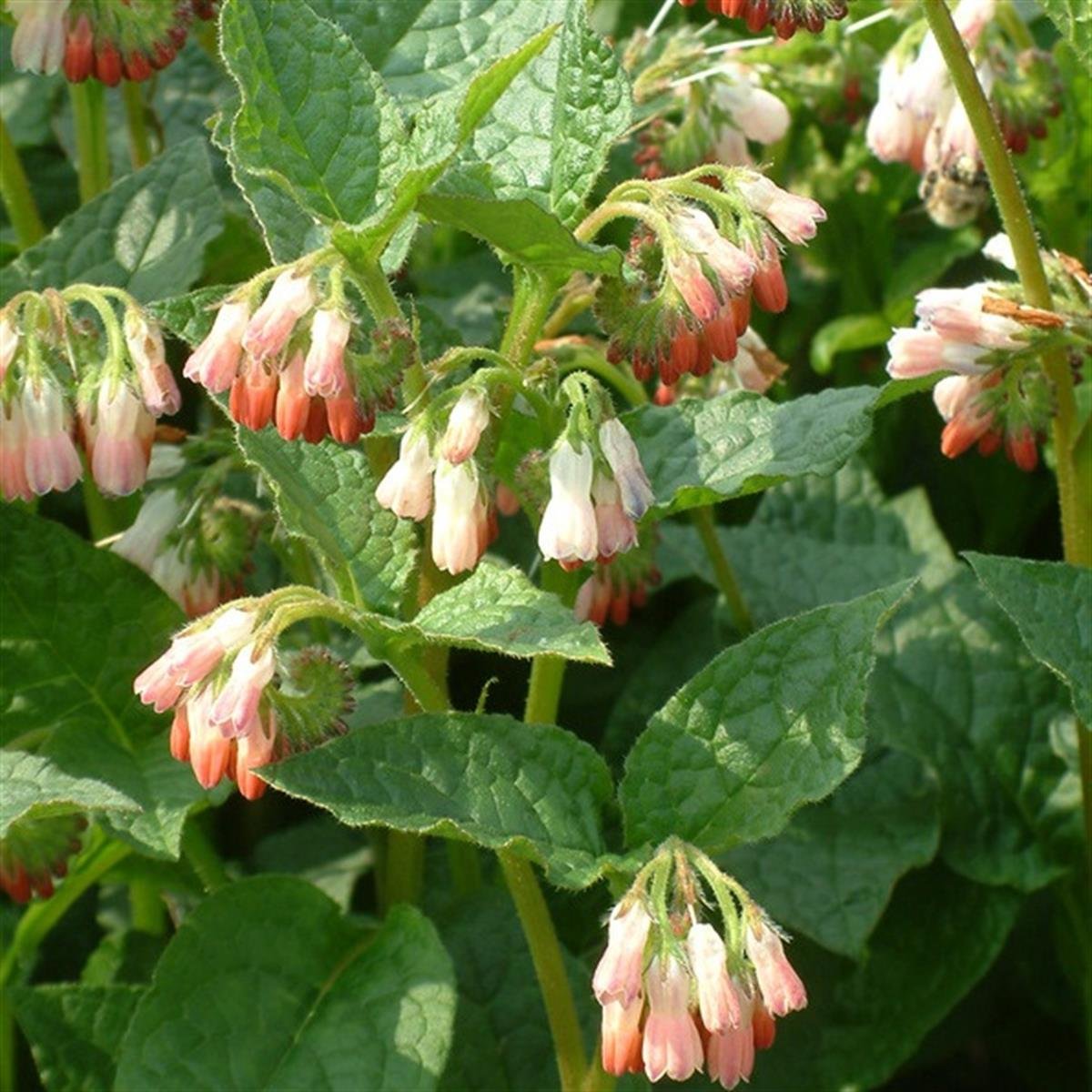 Symphytum grand. Hidcote Pink Pembe Kara Kafes Otu fidesi