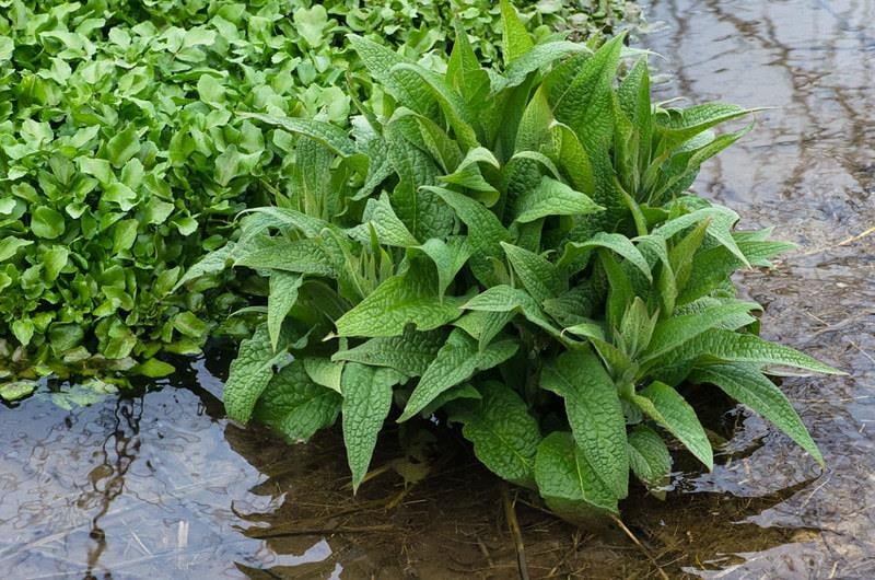 Symphytum officinale Karakafes otu fidesi