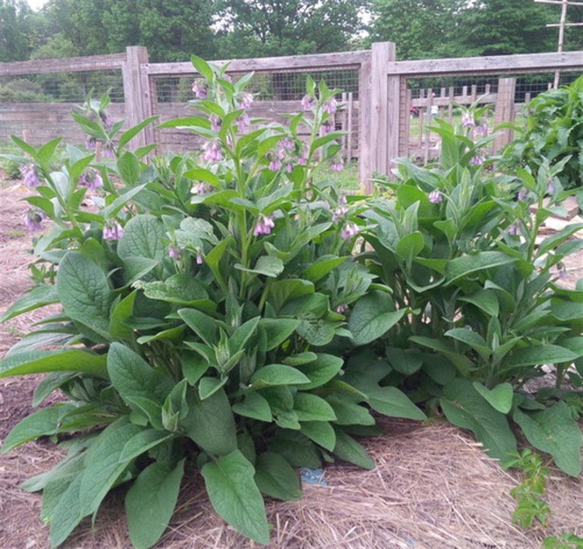 Symphytum officinale Karakafes otu fidesi