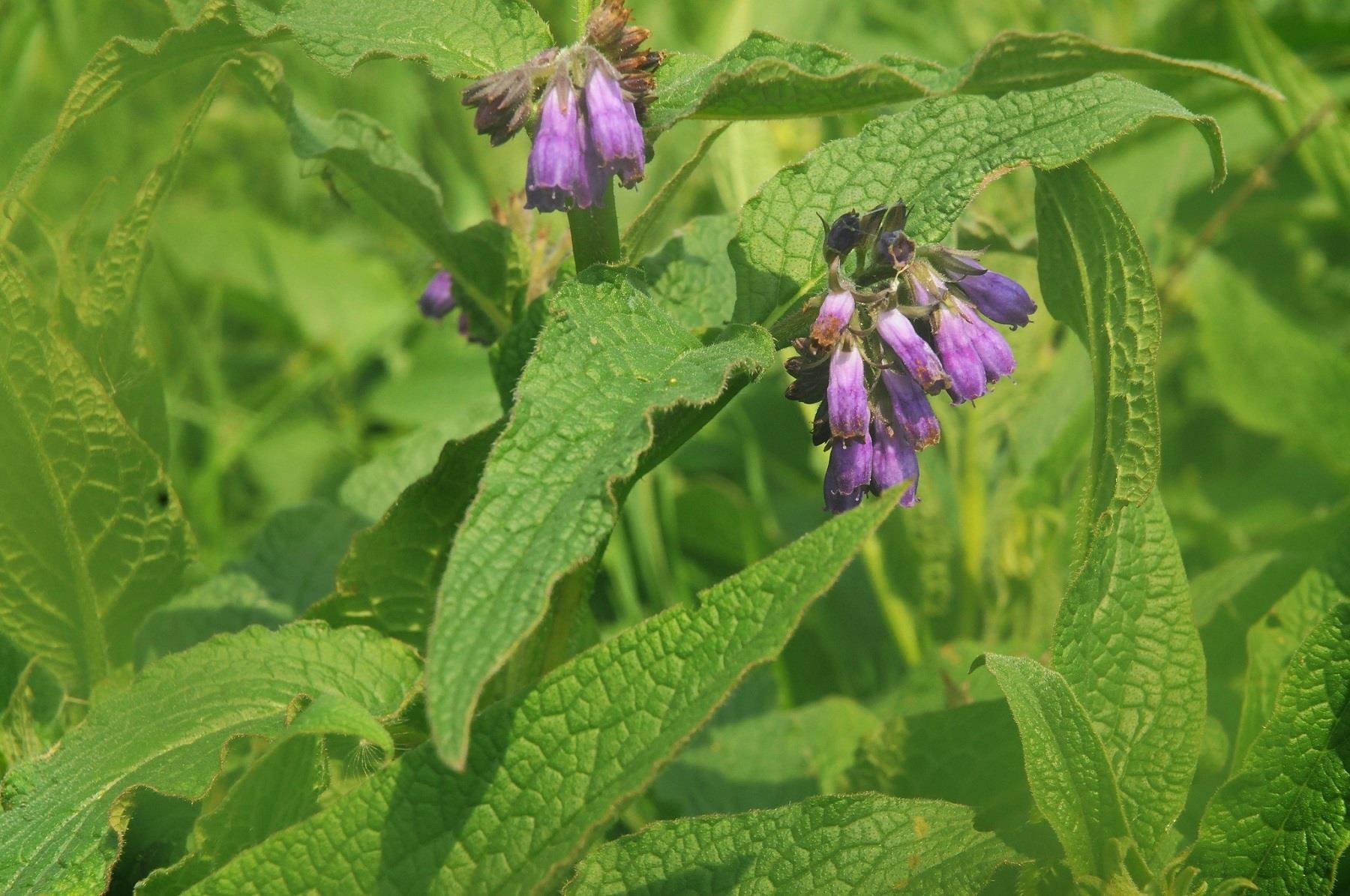 Symphytum officinale Karakafes otu fidesi