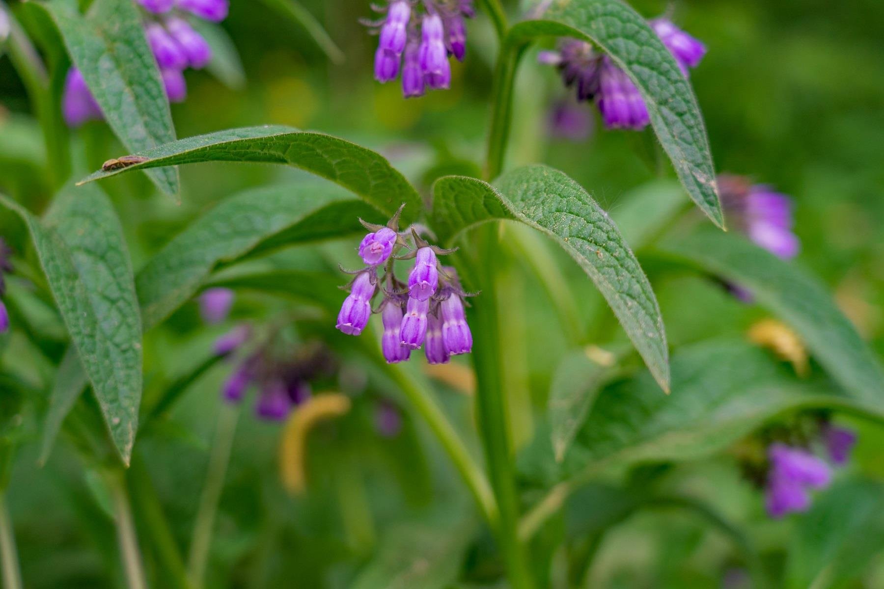 Symphytum officinale Karakafes otu fidesi