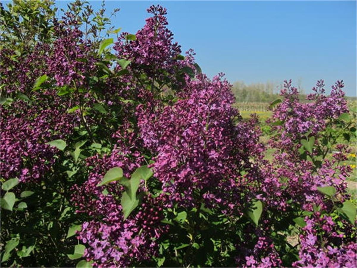 Syringa hyacinthiflora Pocahontas pokahontas leylak fidanı