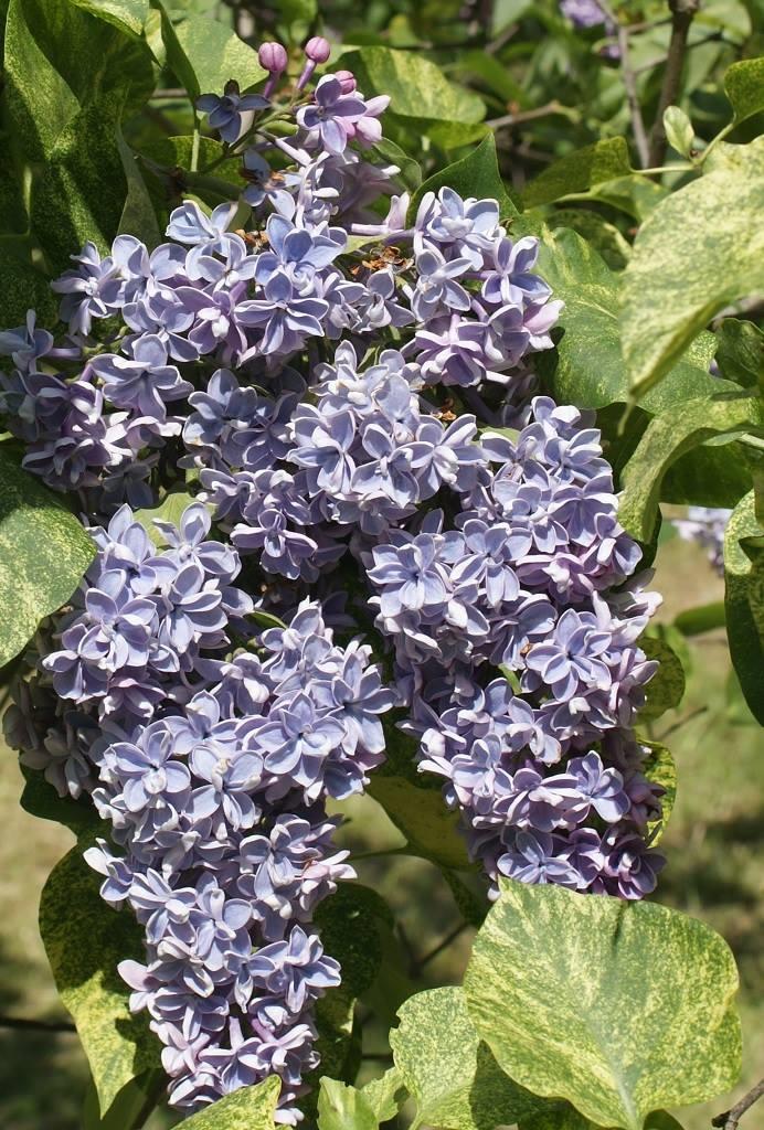 Syringa microphylla Aucubaefolia Leylak fidanı