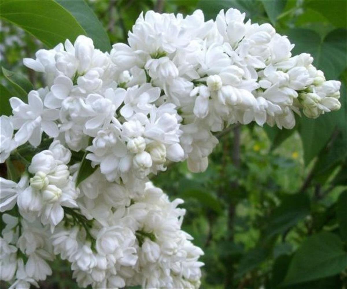 Syringa v. mme florent stepman Katlı Katmerli Beyaz Leylak fidanı