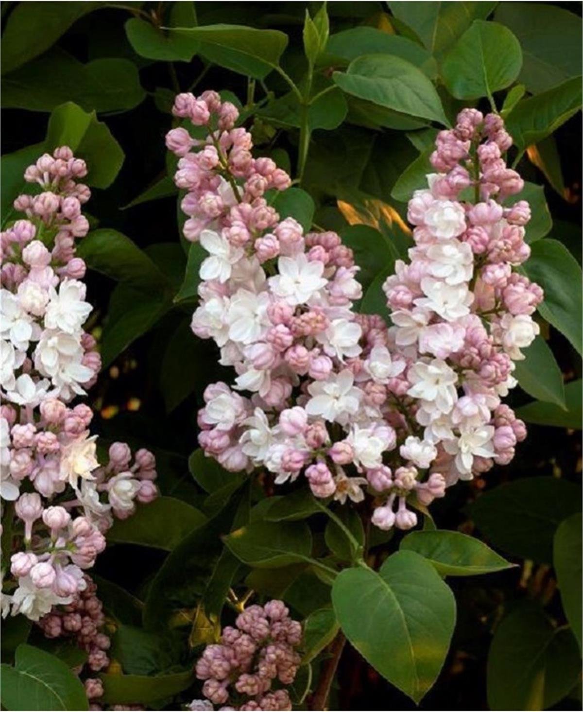 Syringa vulgaris Belle de moscou Katlı beyaz-şeker pembe leylak fidanı