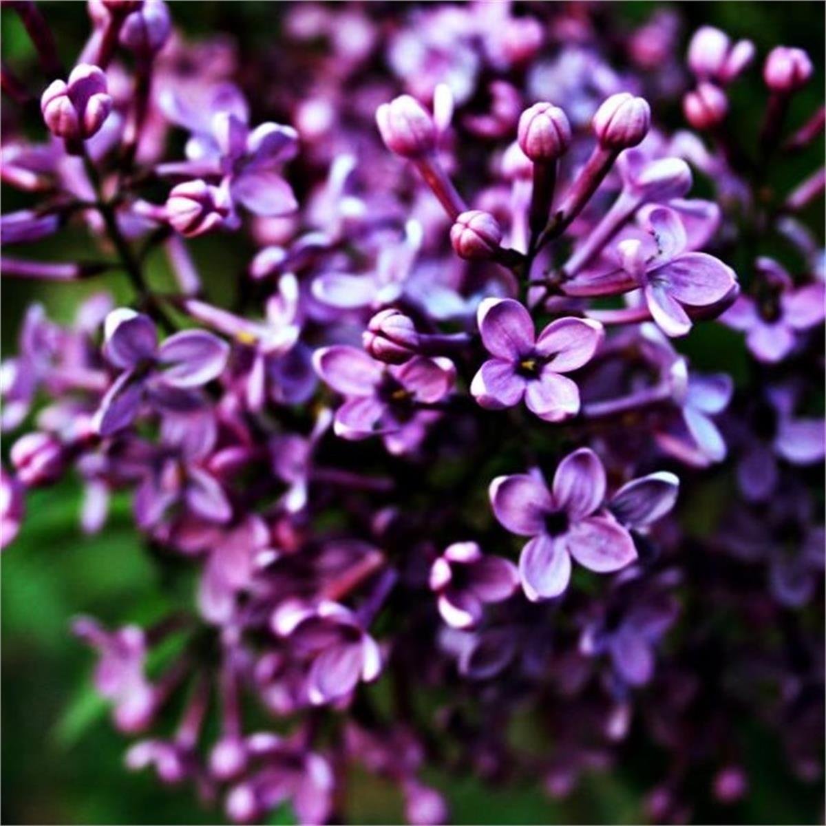 Syringa vulgaris Leylak fidanı
