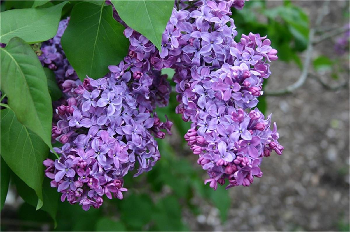 Syringa vulgaris Leylak fidanı