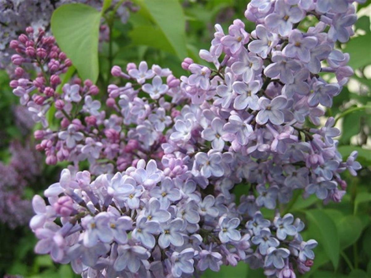 Syringa vulgaris victor lemoine Viktor Leylak fidanı