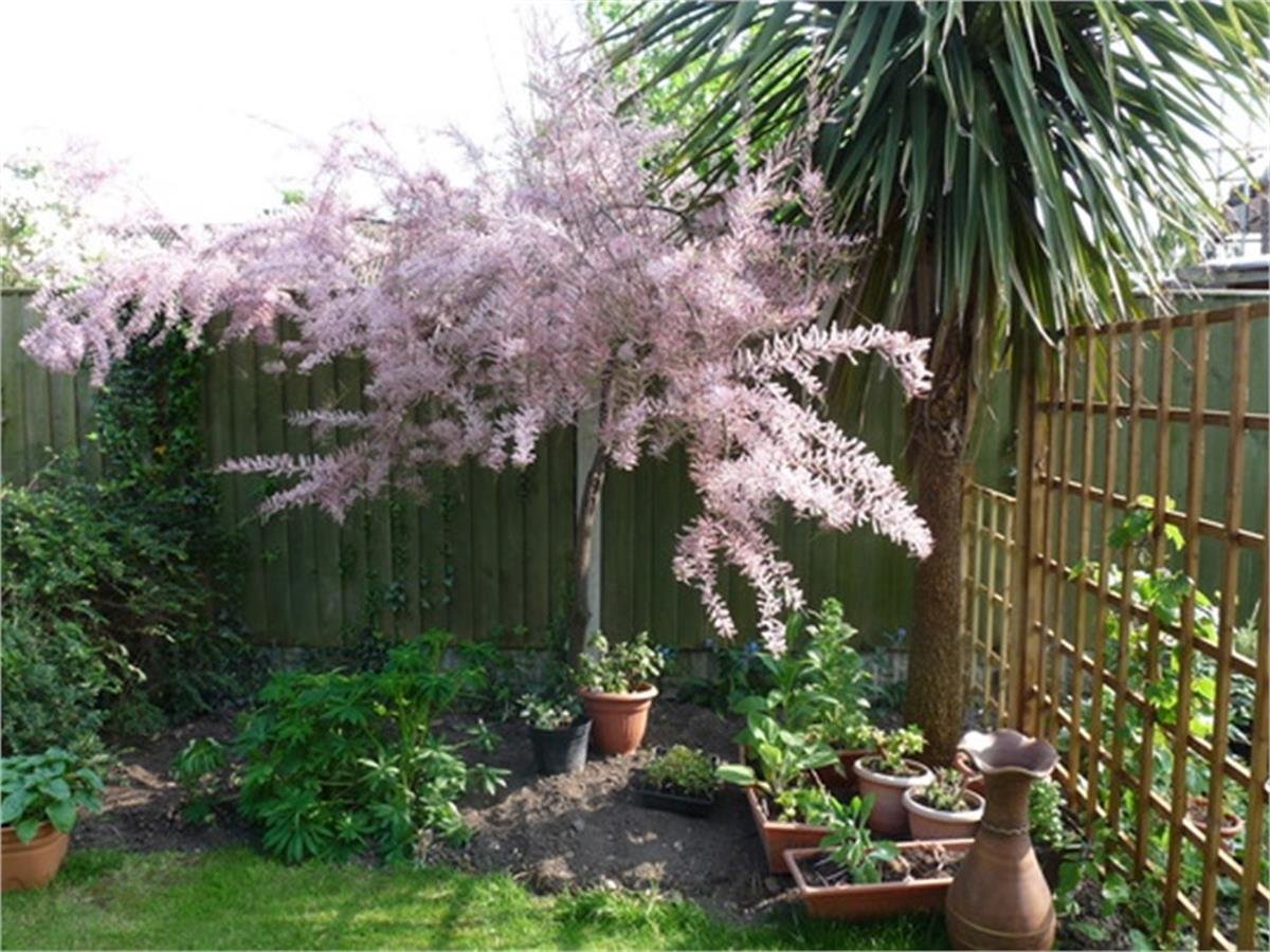 Tamarix africana Tetrandra Kış ılgın fidanı