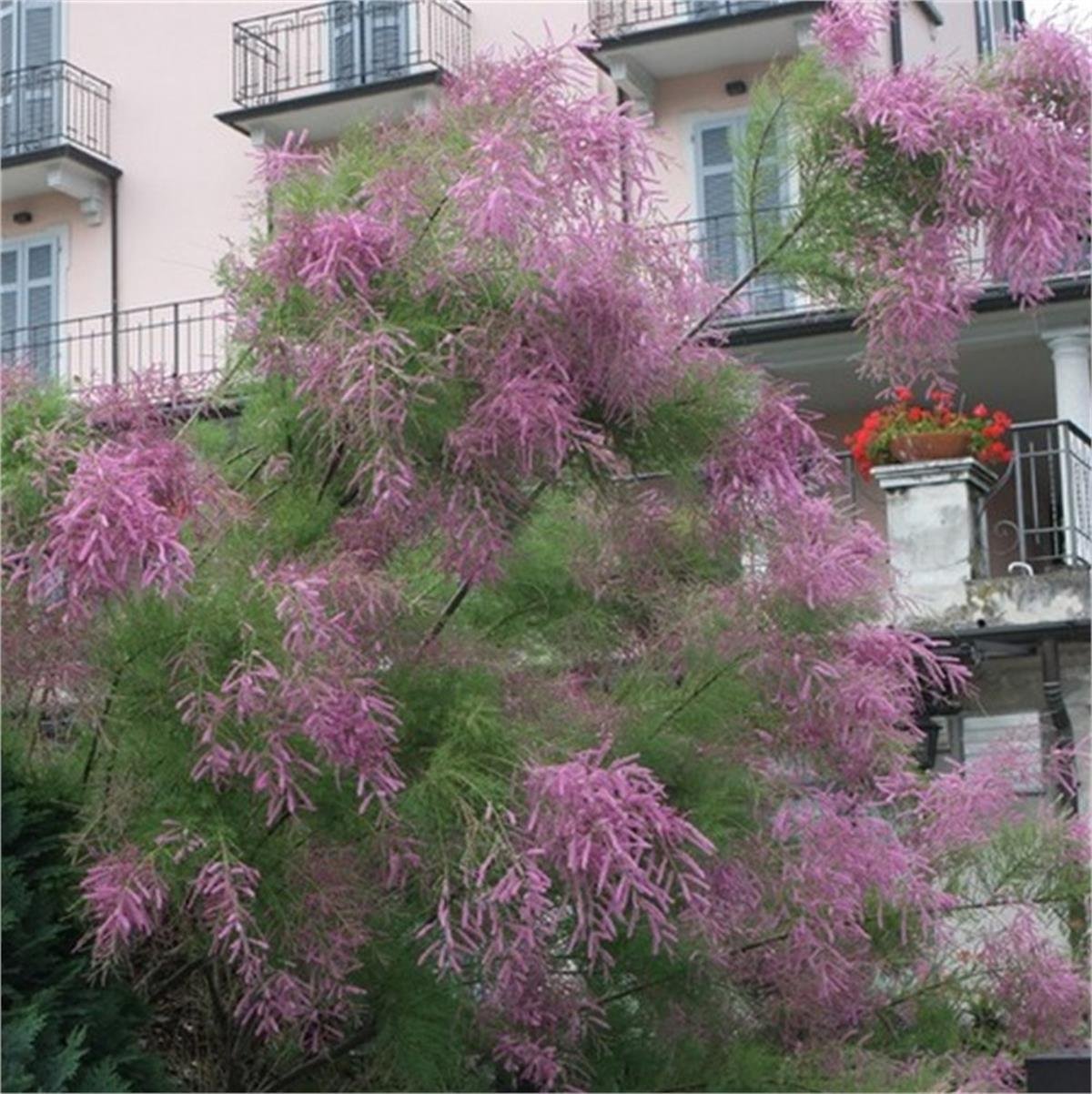Tamarix ramosissima Pink cascade Pembe Yaz ılgın fidanı