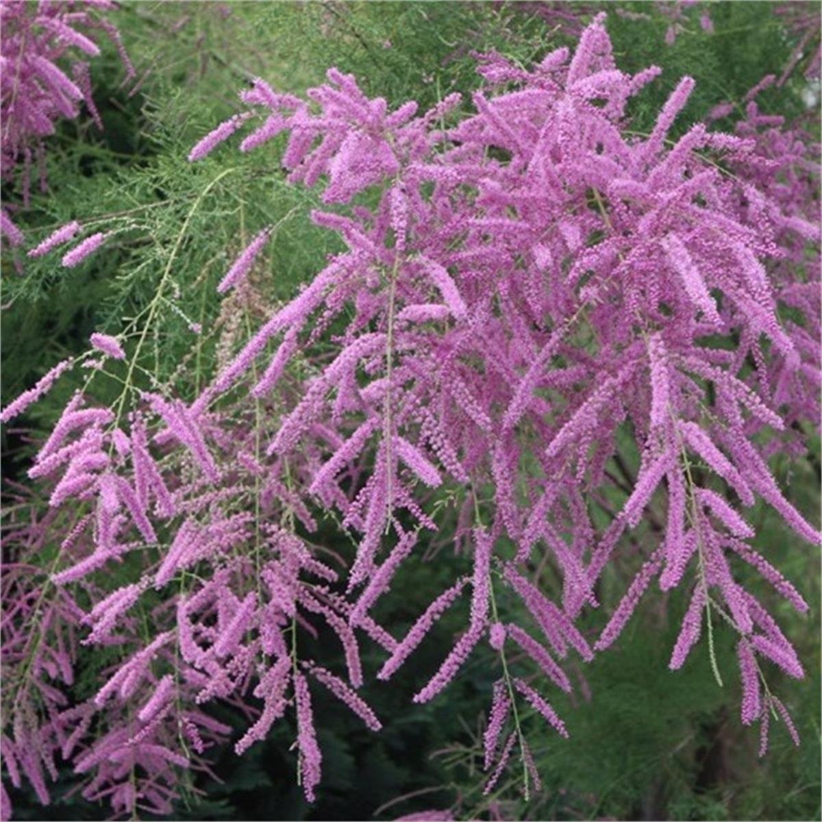 Tamarix ramosissima Pink cascade Pembe Yaz ılgın fidanı