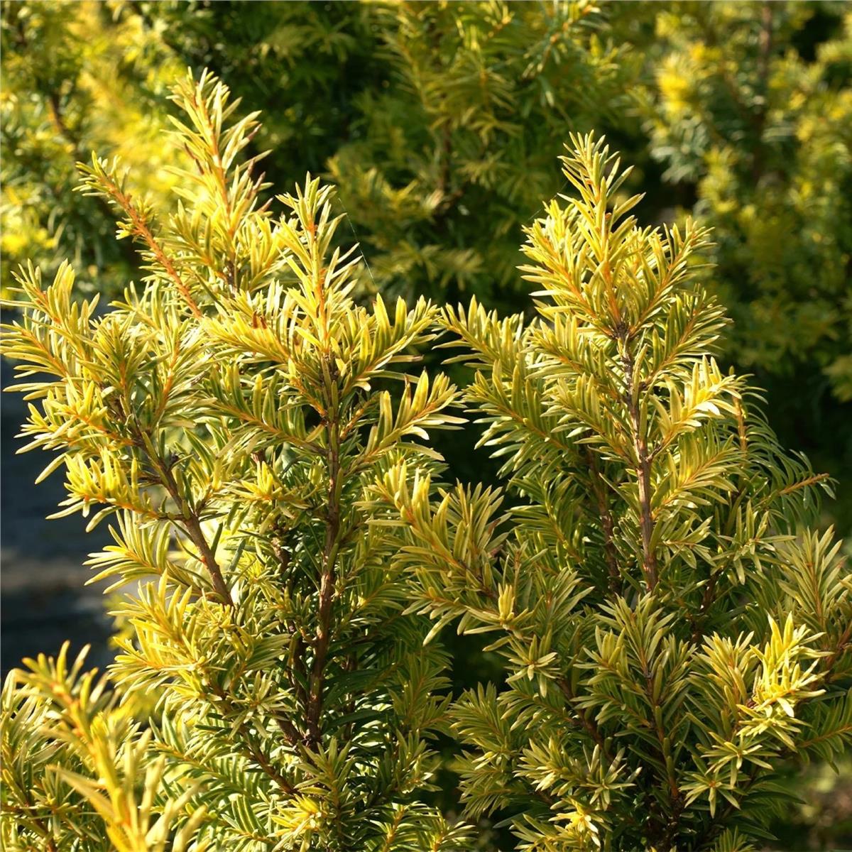 Taxus baccata Kupfergold Porsuk fidanı