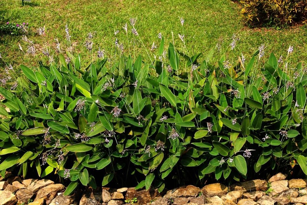 Thalia dealbata su kannası