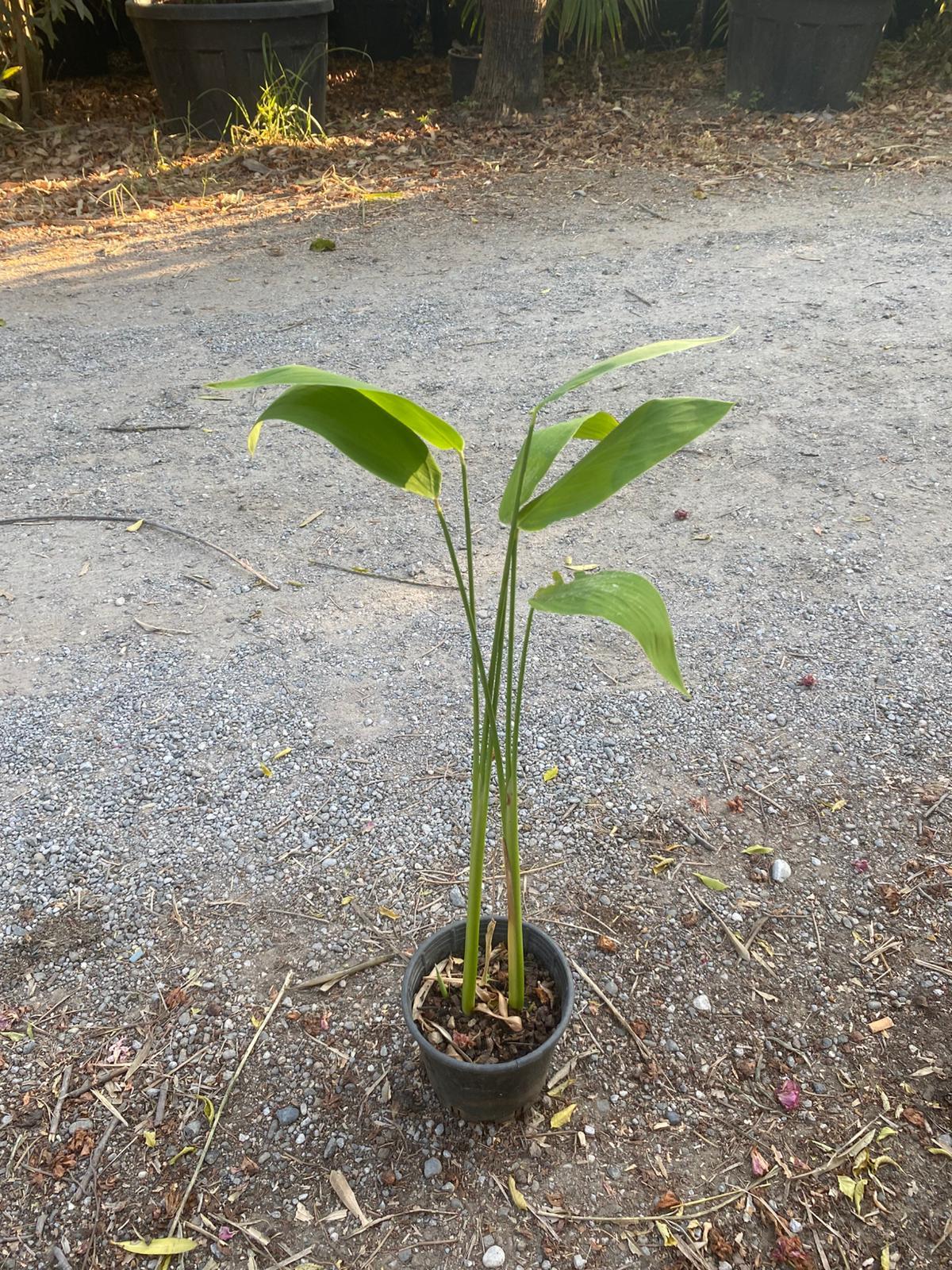 Thalia dealbata su kannası