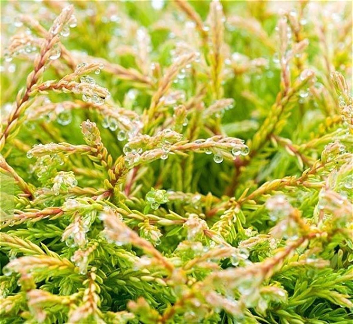 Thuja occidentalis Golden Tuffet Mazı fidanı