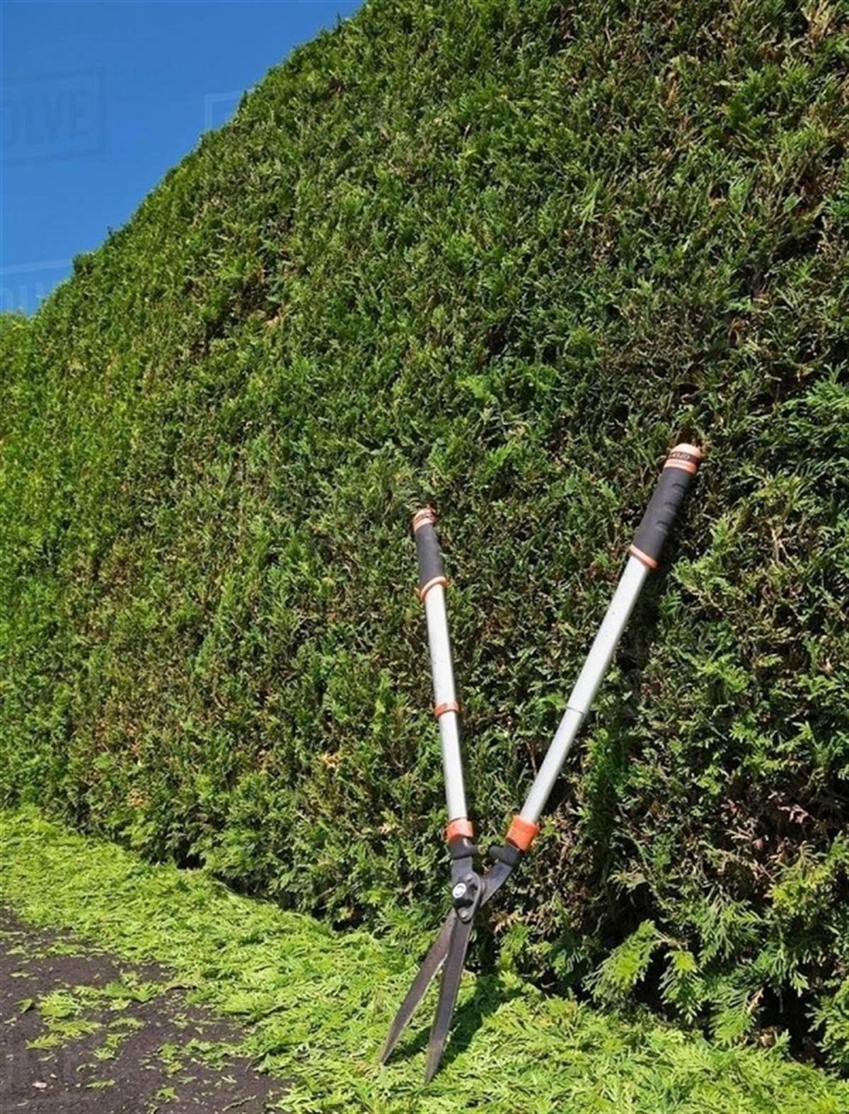 Thuja occidentalis Yeşil Çit Mazı fidanı