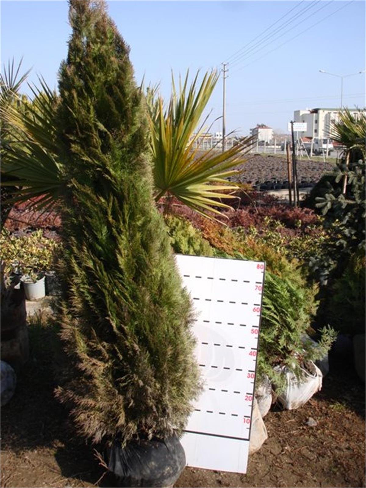 Thuja orientalis Aurea Altuni Piramit Mazı fidanı