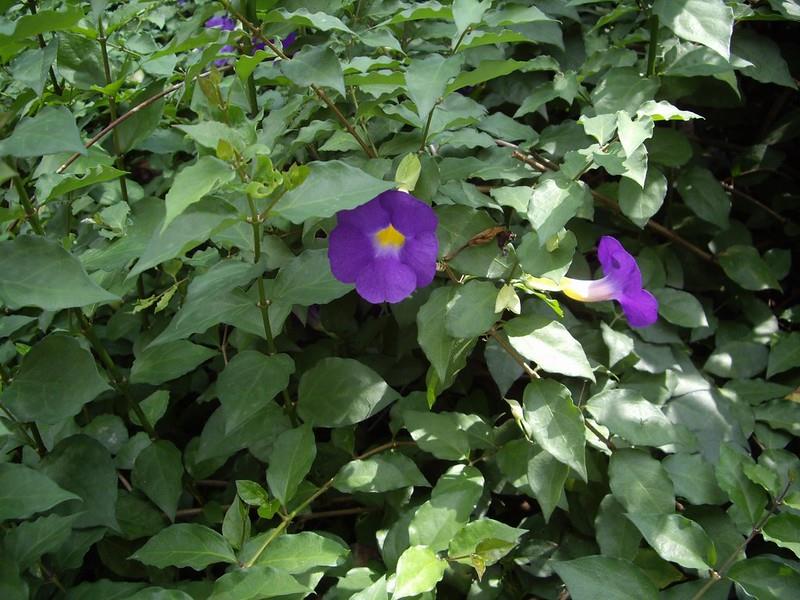 Thunbergia erecta mavi çiçekli tunbergia fidesi