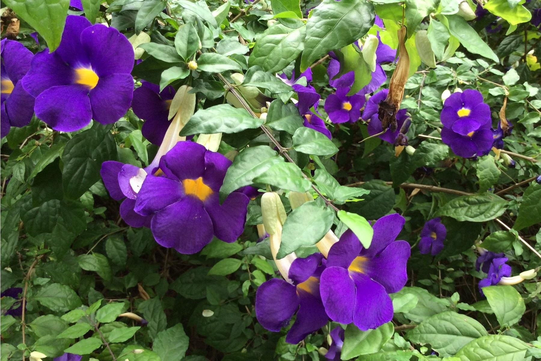 Thunbergia erecta mavi çiçekli tunbergia fidesi