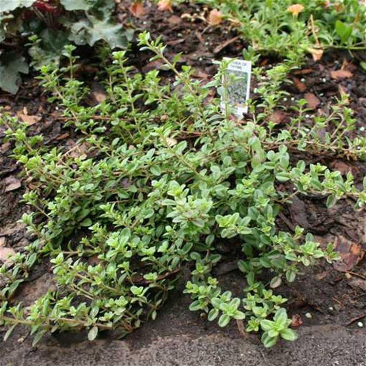 Thymus vulgaris Yayılıcı Kekik fidesi