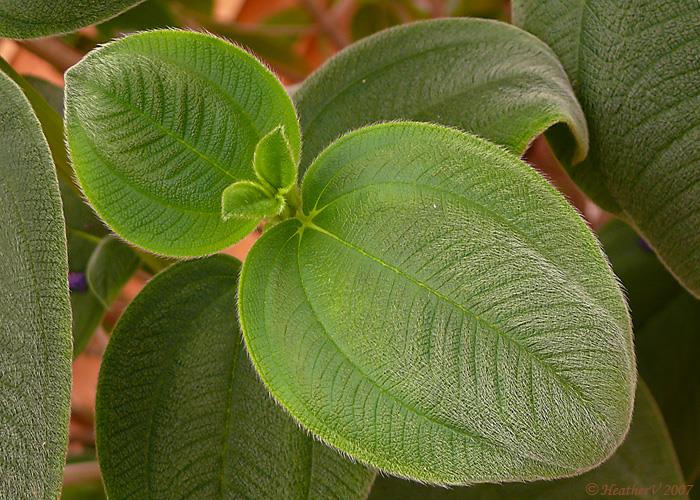 Tibouchina multiflora mor çiçekli tiboçina
