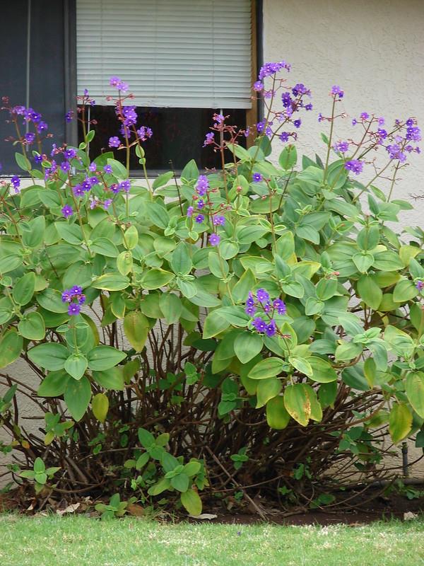 Tibouchina multiflora mor çiçekli tiboçina