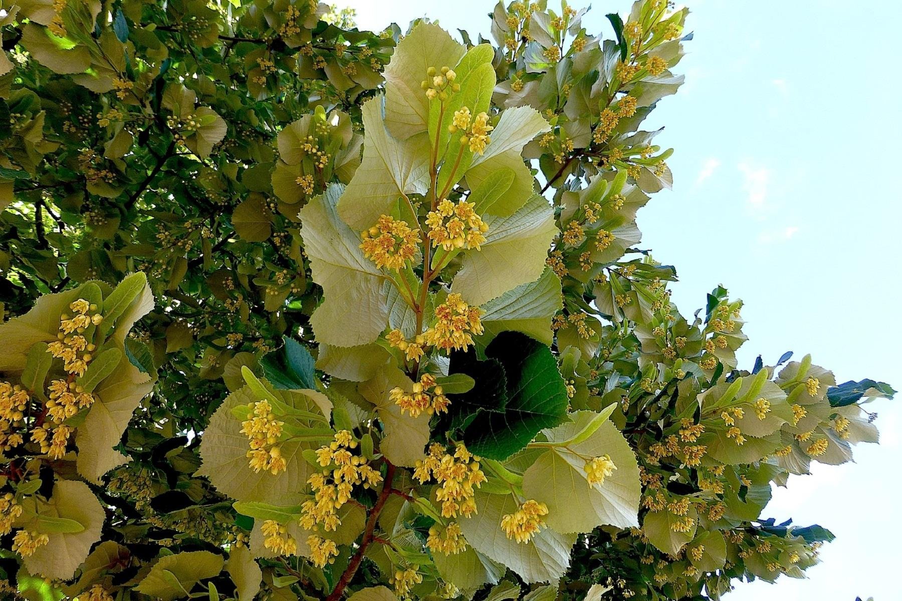 Tilia tomentosa argentea Gümüşi Ihlamur fidanı