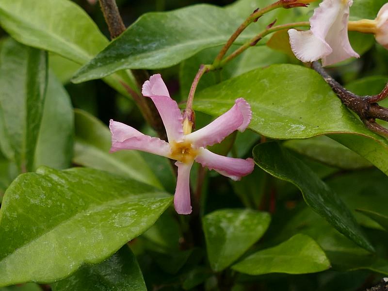 Trachelospermum asiaticum Pink Pembe Arap Yasemini fidanı