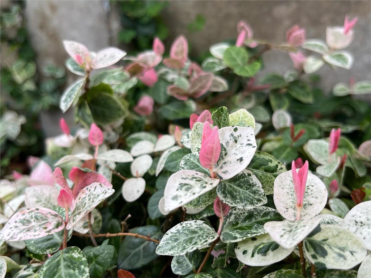 Trachelospermum asiaticum Tricolor Arap yasemini fidanı