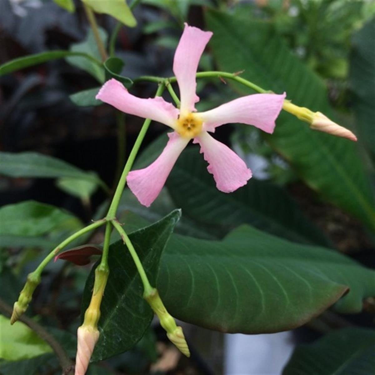 Trachelospermum jasminoides Pink showers Pembe Arap Yasemini fidanı