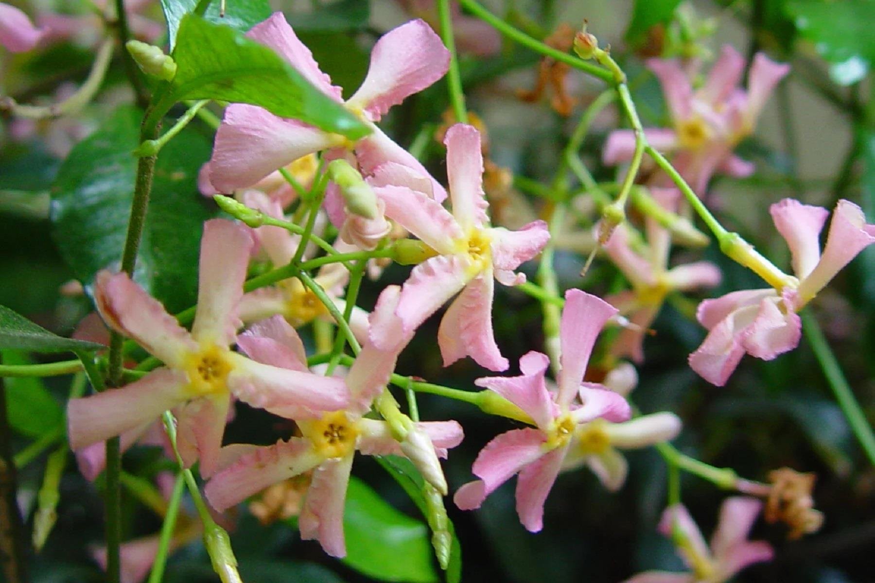 Trachelospermum jasminoides Pink showers Pembe Arap Yasemini fidanı