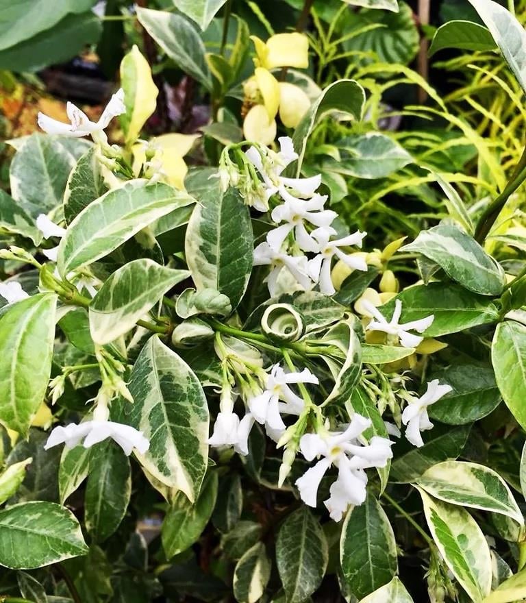 Trachelospermum jasminoides Variegatum Alaca Yapraklı Arap Yasemin fidanı
