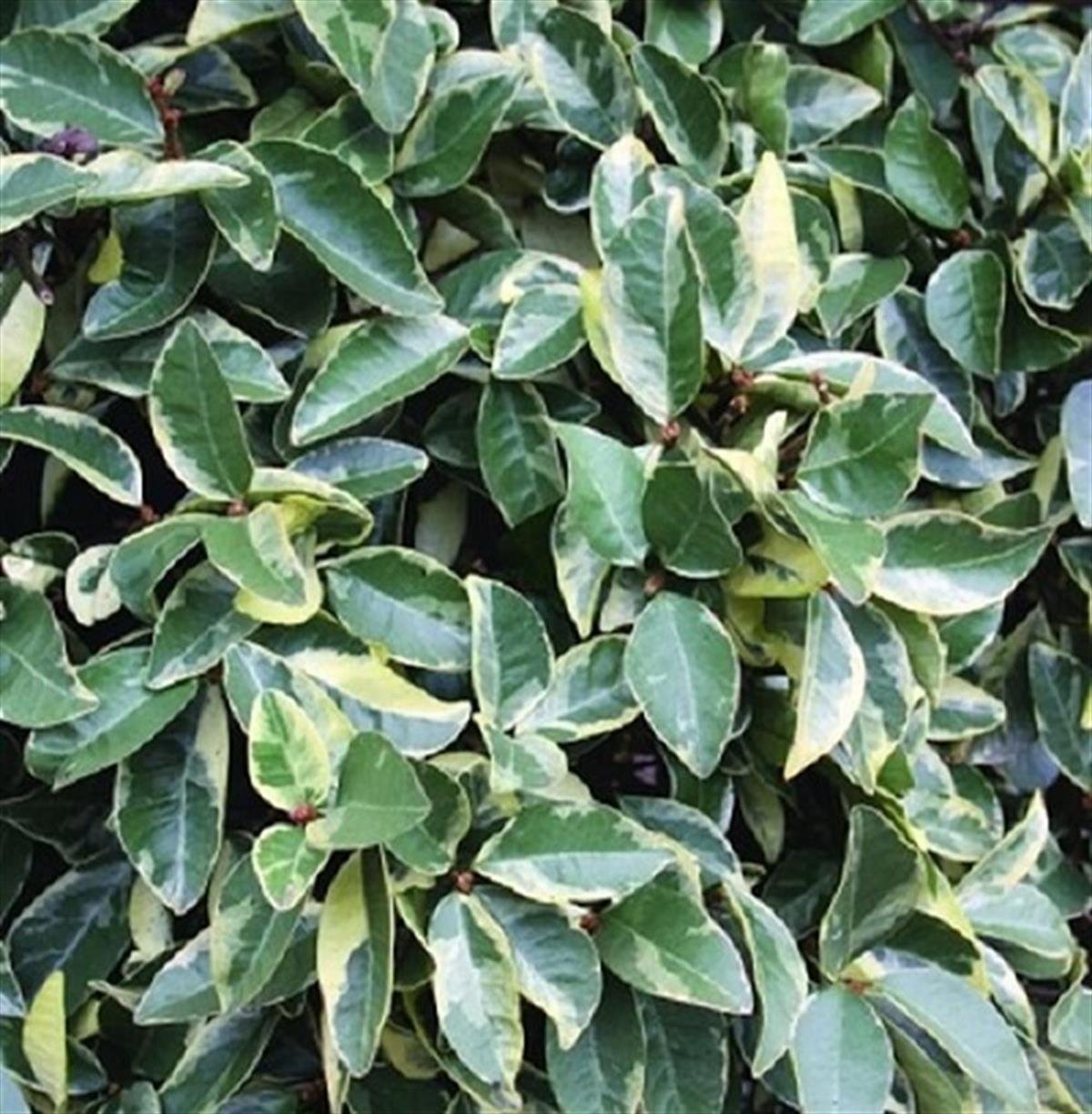 Trachelospermum jasminoides Variegatum Alaca Yapraklı Arap Yasemin fidanı