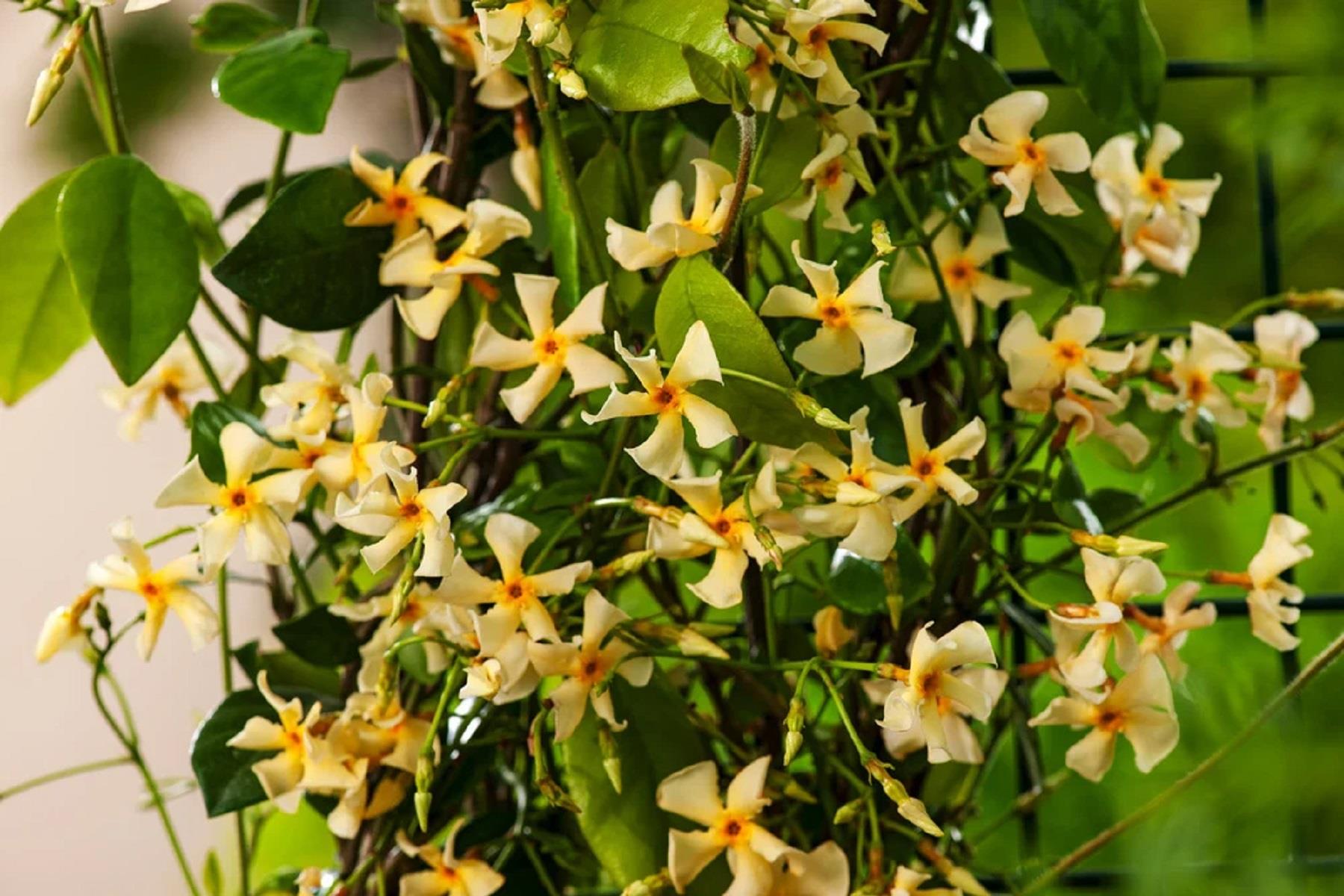 Trachelospermum jasminoides Yellow Star Arap Yasemini fidanı