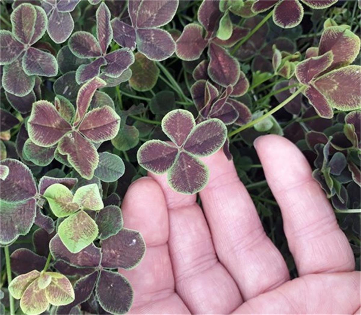 Trifolium repens Pentaphyllum uğurlu yonca fidesi