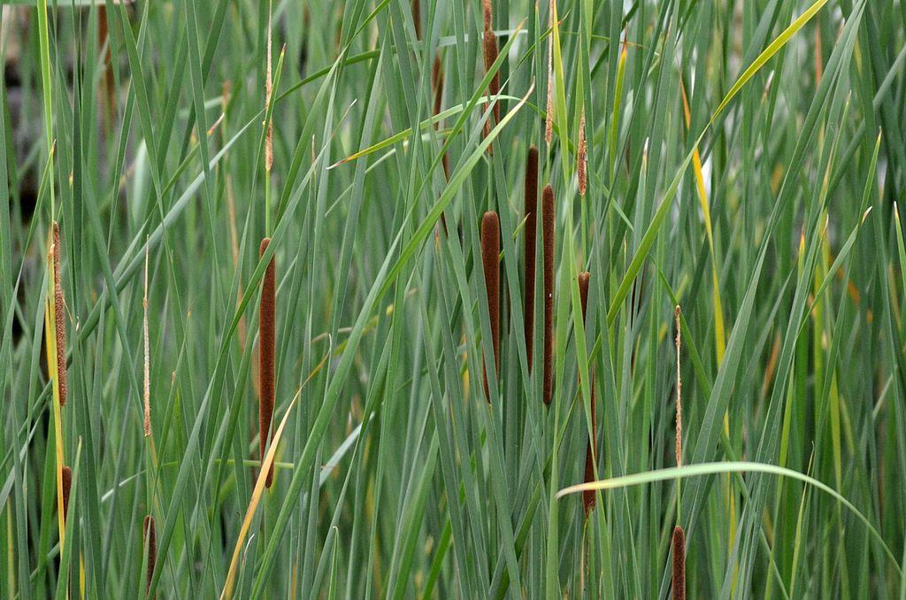 Typha angustifolia-domingensis ince yapraklı hasır kamışı
