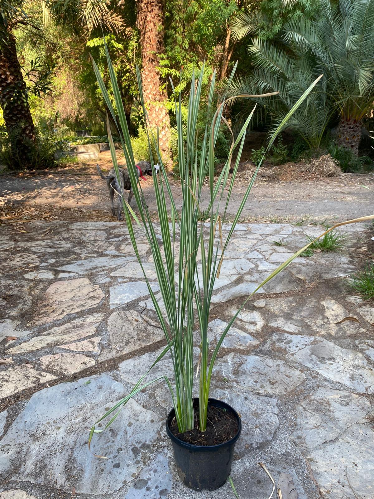 Typha latifolia variegata geniş yapraklı alacalı hasır kamışı